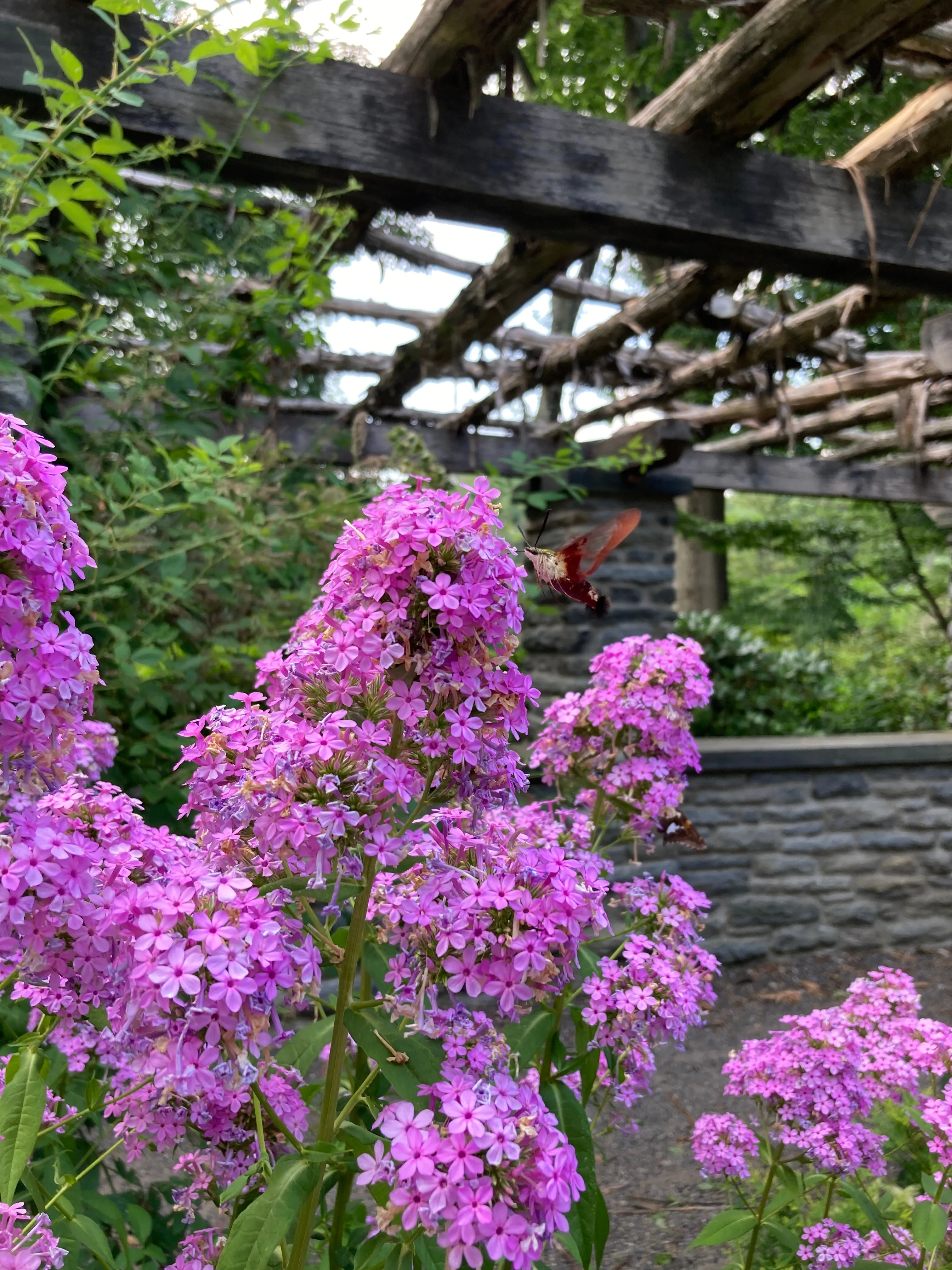 Garden Phlox - Phlox paniculata 'Jeana'