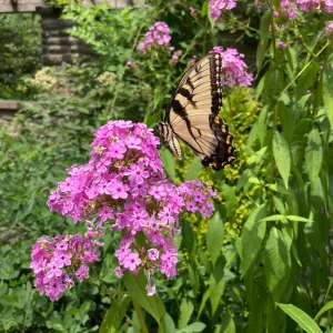 Garden Phlox - Phlox paniculata 'Jeana'