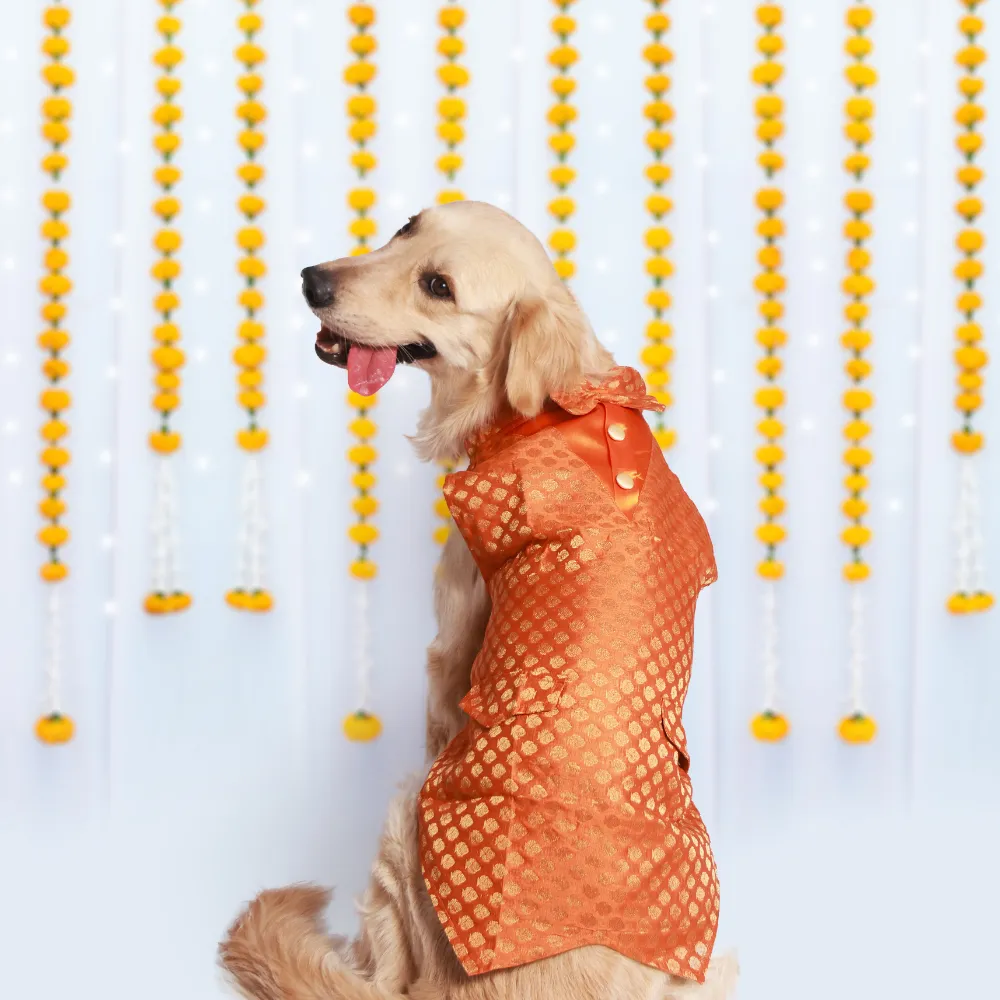 Pack of 2 Dog Kurtas Bliss