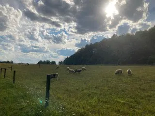 Shetland Fiber - (Pennsylvania)